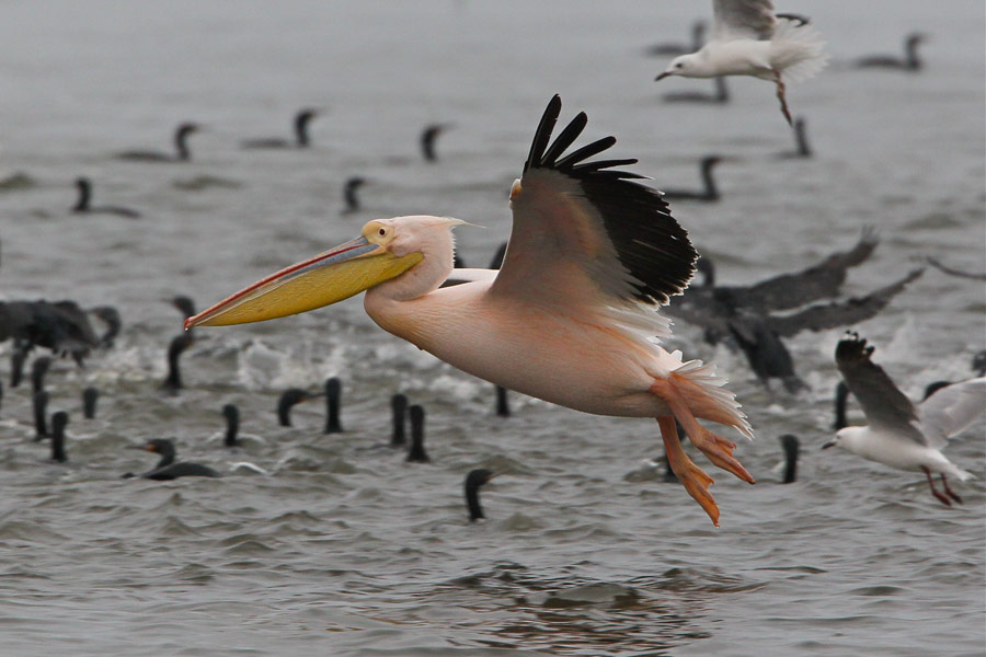 Great White Pelican