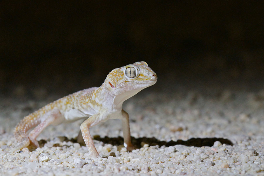 Giant Ground Gecko