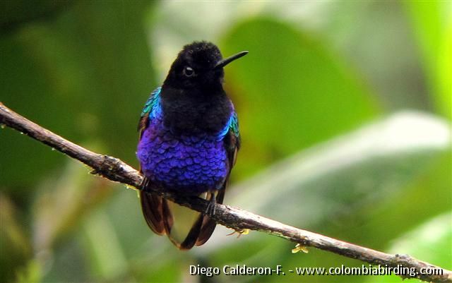 Velvet-purple Coronet