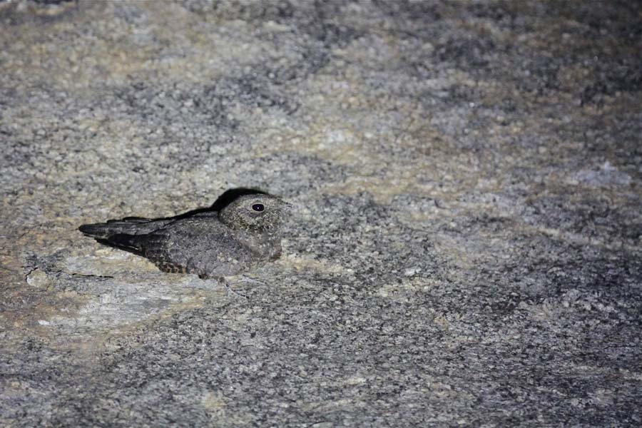 Freckled Nightjar