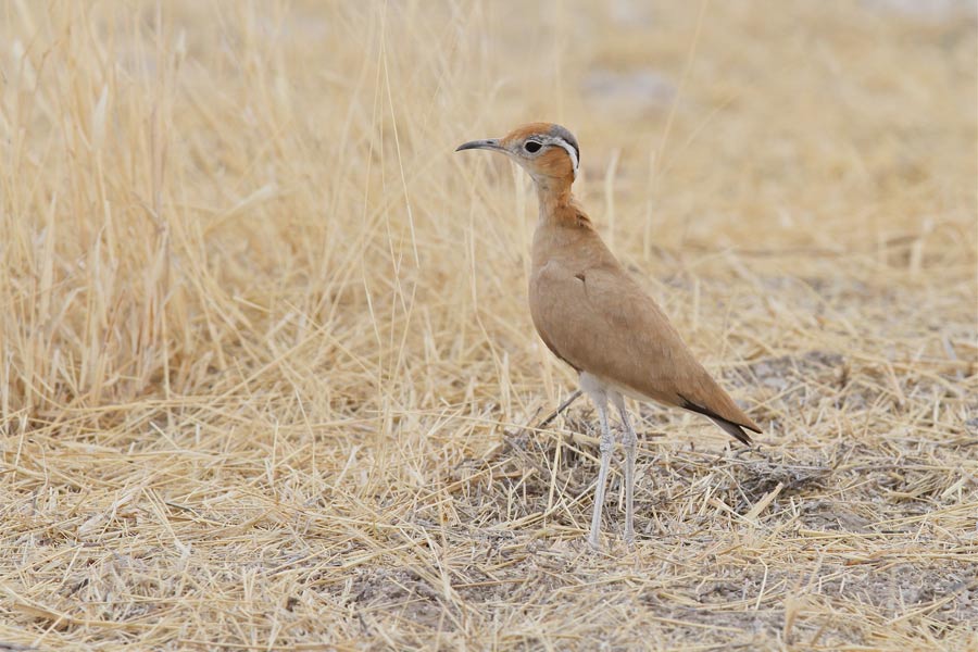 Burchell's Courser