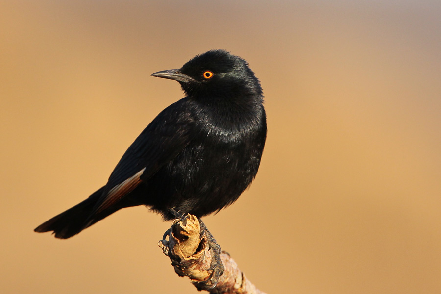 Pale-winged Starling