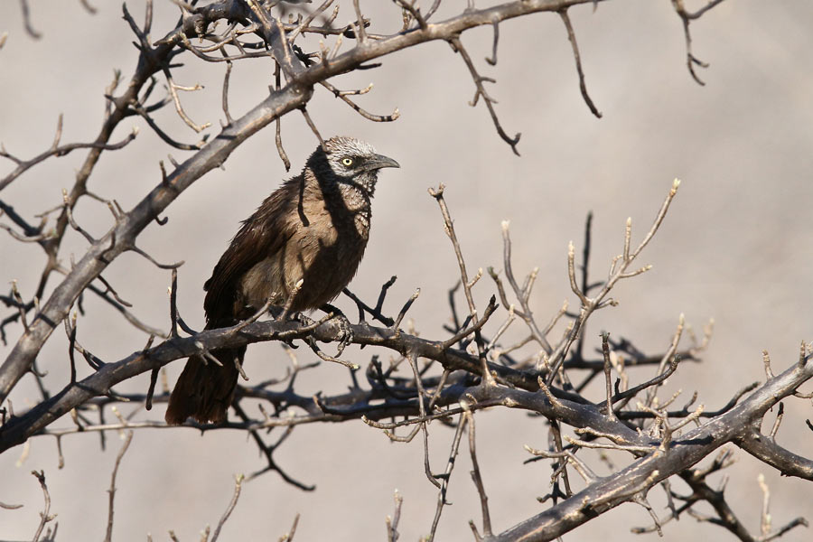 Black-faced Babbler