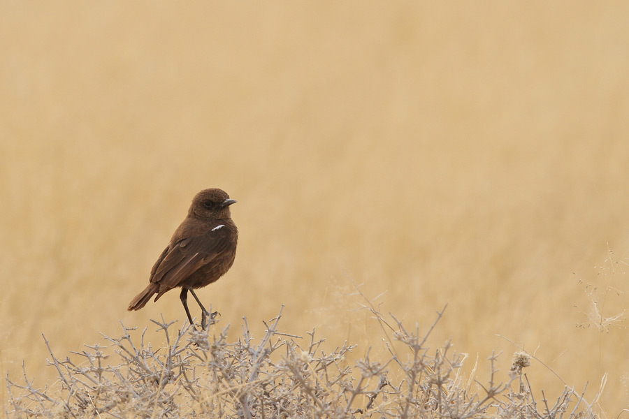 Ant-eating Chat