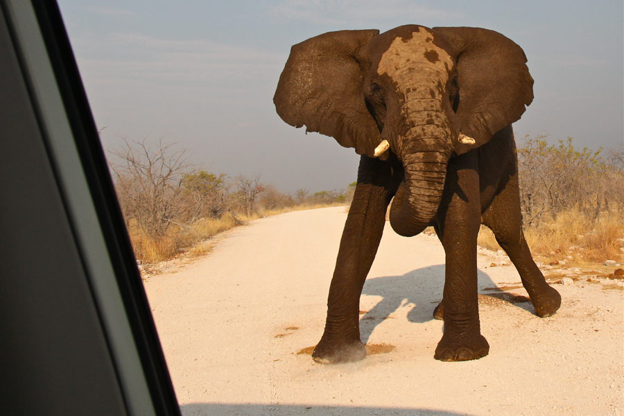 African Elephant