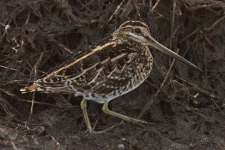 African Snipe