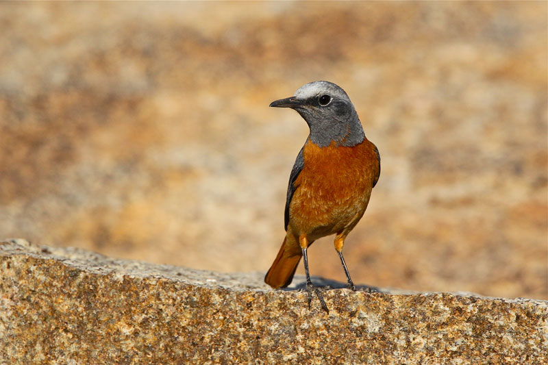 Short-toed Rock-Thrush