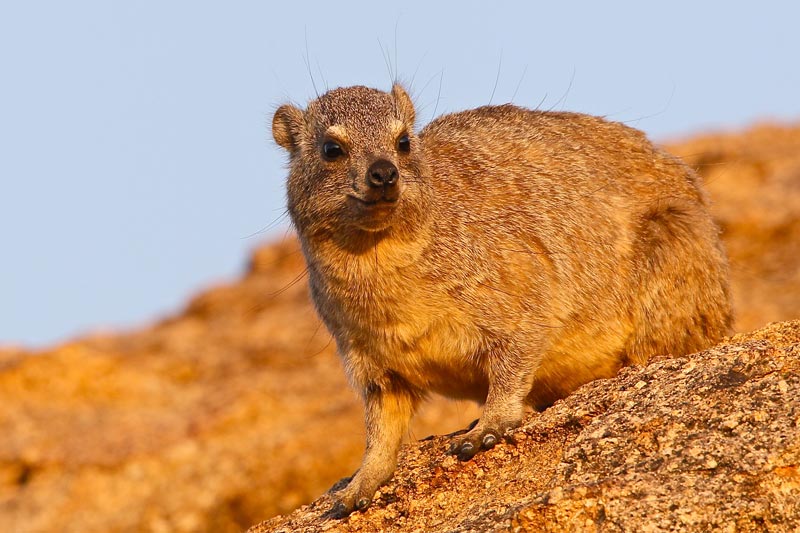 Rock Hyrax