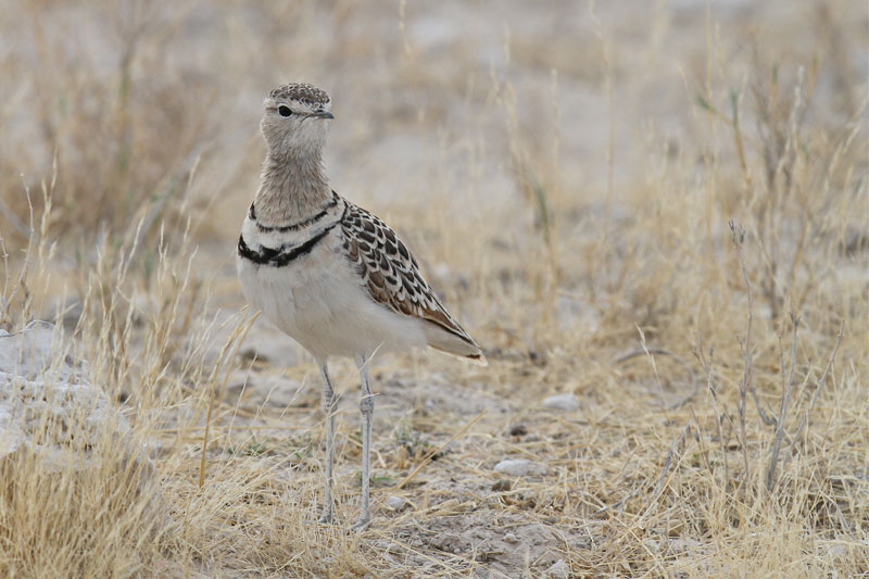 Double-banded Courser