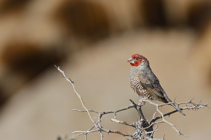 Red-headed Finch (and Giraffe)