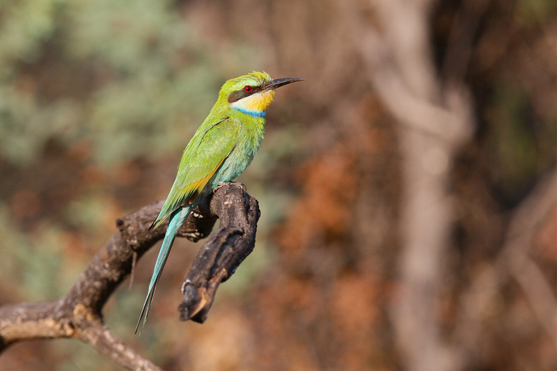 Swallow-tailed Bee-eater