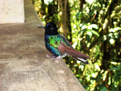 Chocó Endemic Velvet-purple coronet