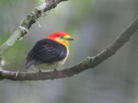 Wire-tailed Manakin
