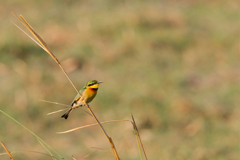 Little Bee-eater