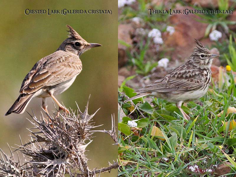 ID Comparison & Separation between Crested and Thekla Larks