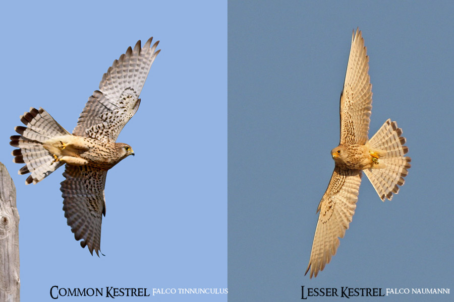 ID Comparison & Separation between Common and Lesser Kestrel females