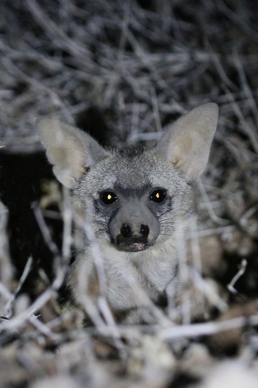 Aardwolf