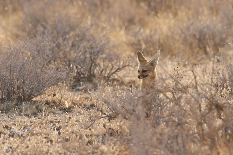 Cape Fox