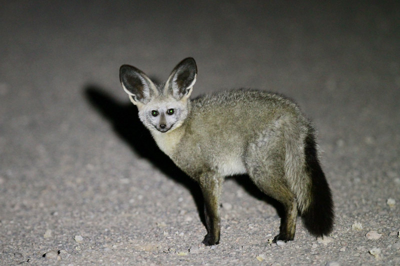 Bat-eared Fox