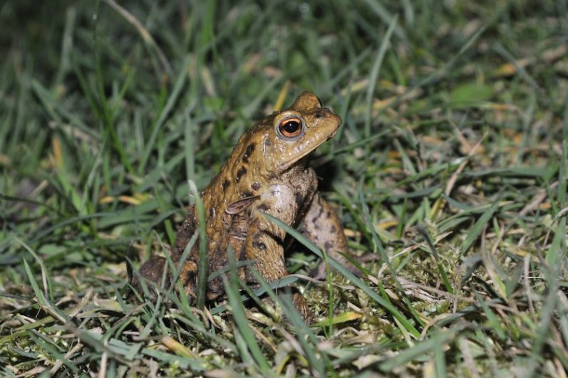 Garden Survey Reveals Sightings Of Frog And Toad Are Drying Up