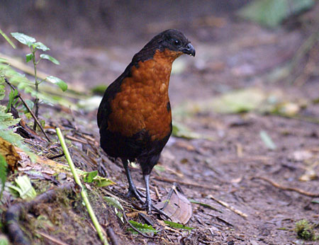 Dark-backed Wood-quail