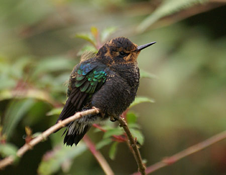 Velvet-purple Coronet