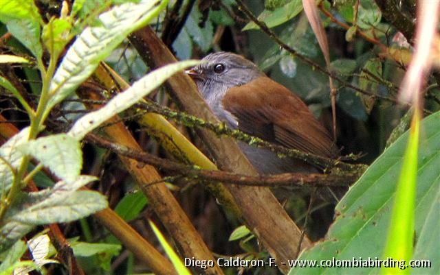 Andean Solitaire