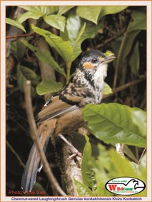 Chestnut-eared Laughingthus