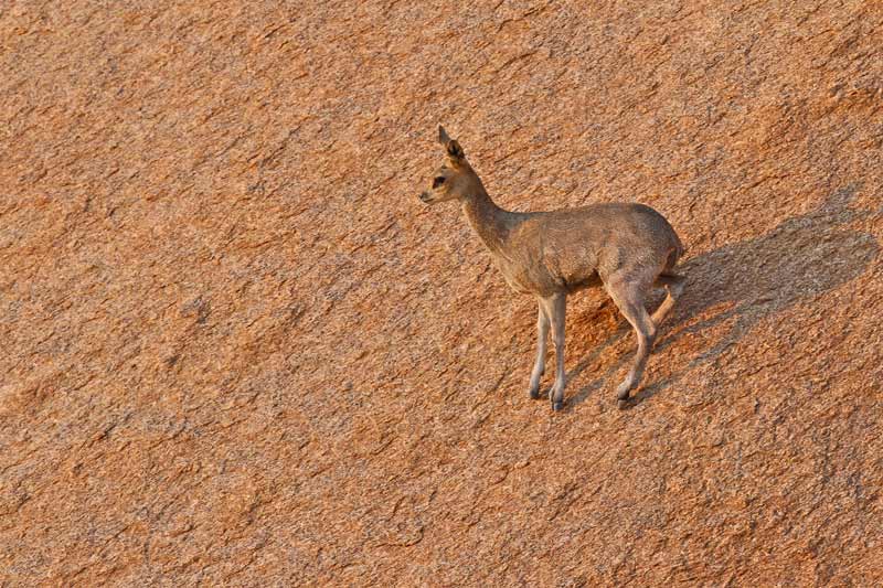 Klipspringer