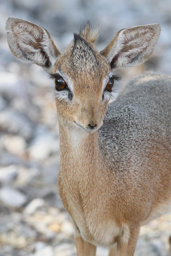 Damara Dik-Dik