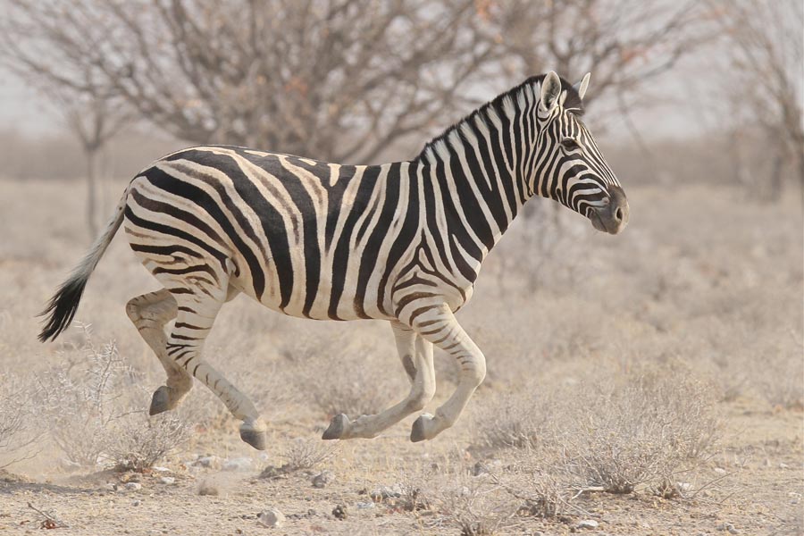 Flying Zebra