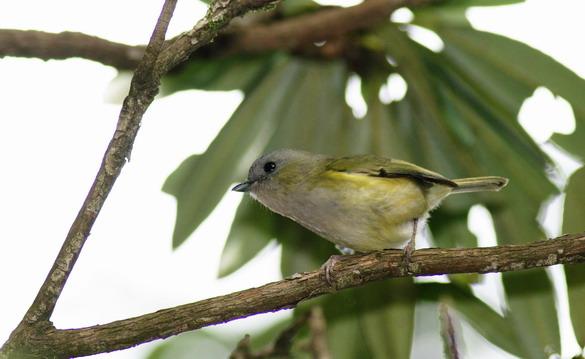 Green Shrike-Babbler