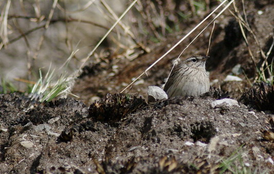 Upland Pipit