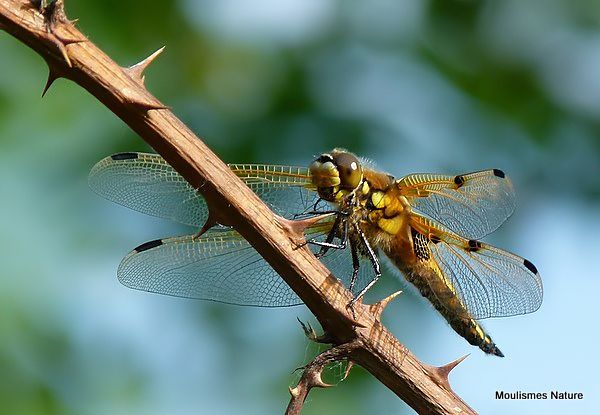Four-spotted Chaser female
