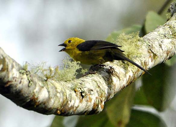 Yellow-headed Brush-Finch