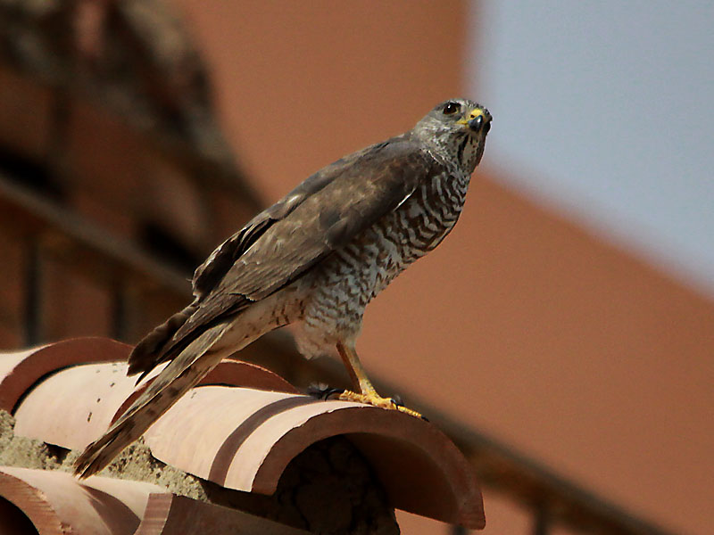 Female Levant Sparrowhawk