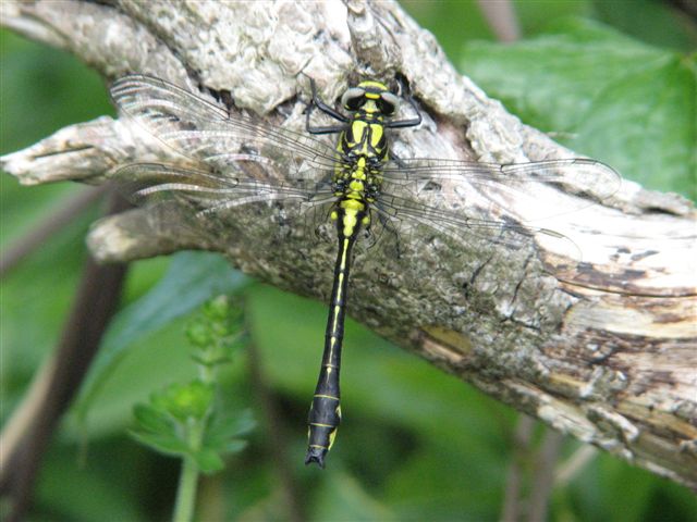 Club-Tailed Dragonfly