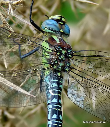Hairy Dragonfly male