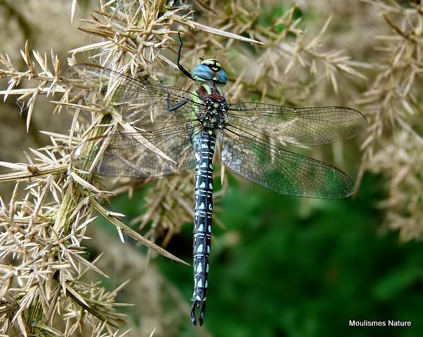 Hairy Dragonfly male