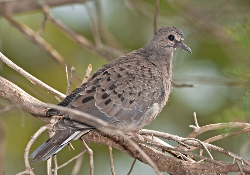 Mourning Dove (juv)