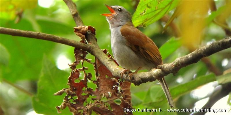 Andean Solitaire