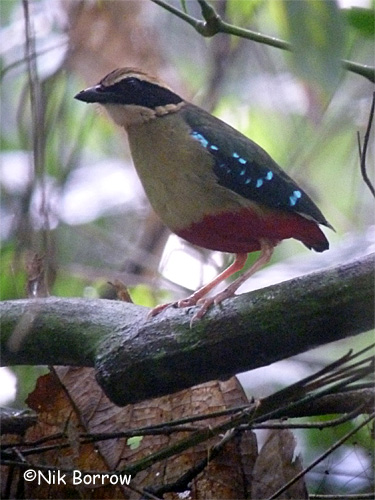 African/Green-breasted Pitta
