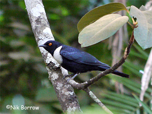 White-collared Starling