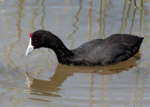 crested coot