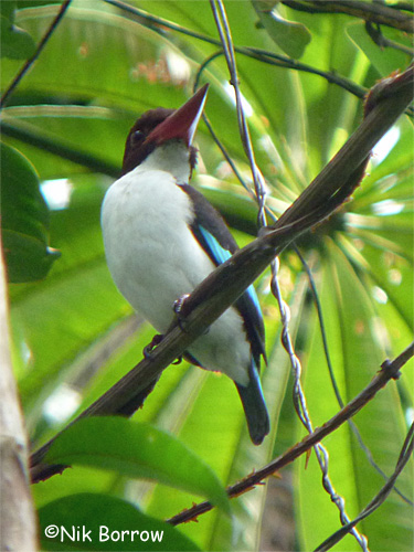 Chocolate-backed kingfisher