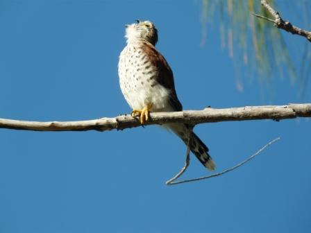Madagascar kestrel (Falco newtoni aldabranus)