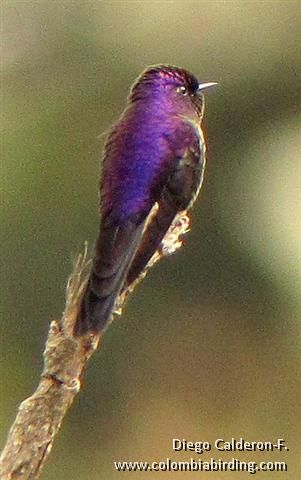 Purple-backed Thornbill