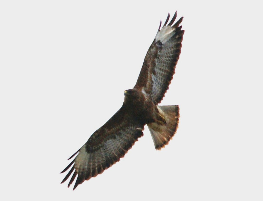 Common Buzzard(Steppe ?) The bird on Suffolk Bins site seen briefly this morning.
