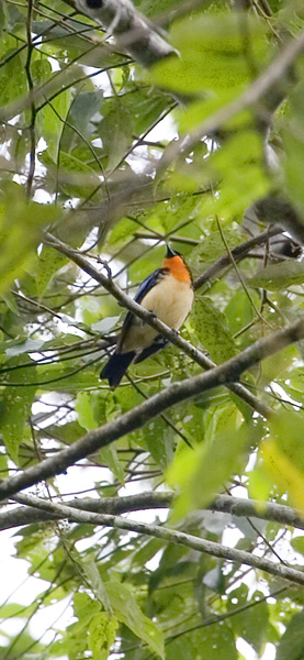 Orange-throated Tanager
