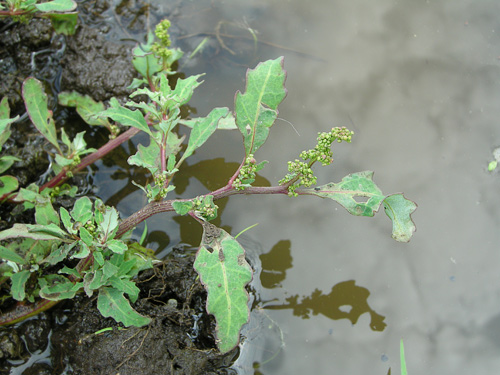 Oak-leaved Goosefoot (Chenopodium glaucum)